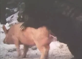 Neighbor Wild Boars Mating in Kinky Zoo Sex Clip