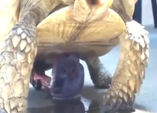 Sexy Turtle Climbs Up for a Public Cumshot