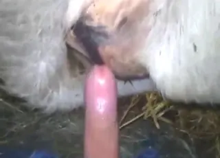 Horny Dude Fucks Cow in the Stall Zoo Sex HD Clip