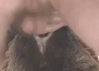Big Cock Ramming Confusing Dog Hole in XXX Movie