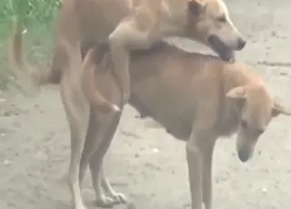 Hot animal sex: two mating dogs in natural zoo setting, animal sex porn hd clips