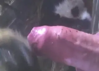 Big Cock Enjoying a Yummy Calf Fuck animal sex Zoo Tube HD Clips