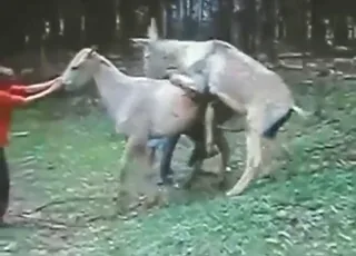Donkey Uses Long Cock To Rip Hole Wide Open