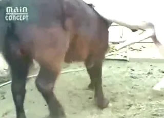 Horse Sex: Huge Creampie During Mating Session
