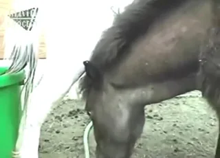 Horse Sex: Huge Creampie During Mating Session