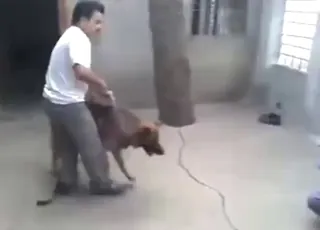 Dude Watching Two Dogs Fuck Hardcore in HD
