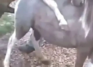 Wild Pony Mating Sex Scene in HD animal sex Zoo Tube HD Clips