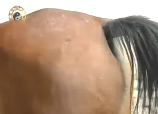 Passionate Mare Gets Rough Fucking in Stable