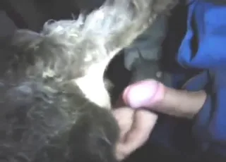 Young Cow Gets Screwed in Zoo XXX Clip HD animal sex Porn