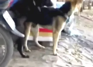 Two Dogs Having Hot Sex Scene Zoo Sex Tube HD Clips animal sex Porn