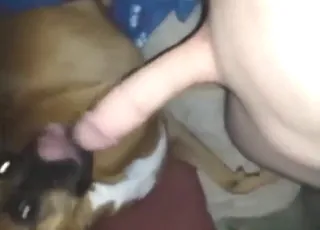 Humongous Human Cock Pleasured by Sexy Doggo