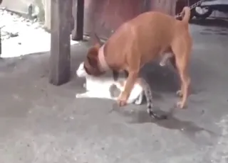 Dog vs Cat Sex Scene - Unmissable Orgasmic Zoo Clip