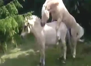 Pony Sex HD: Two Horses Mating in Zoo Tube animal sex Porn Clip