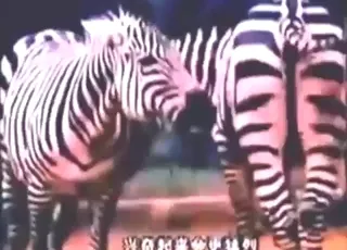 Two Zebras Mating Hard in the Wild Zoo Sex HD Clip