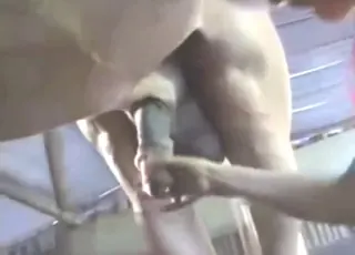 College Student Sucks Horse Cock in Zoo Sex HD Clip