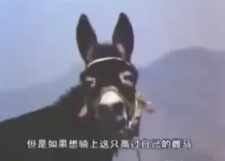Horse and Donkey Freaky Zoo Sex Scene animal sex Porn HD