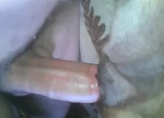 Anal Zoo Sex Video With Lots Of Close-ups And Orgasms