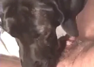 Hottest Zoo Sex Dog Cums in a Big Splash animal sex HD Clip