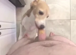 POV: Cute Dog Enjoys Boner With Peanut Butter Treat