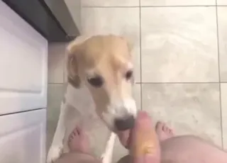 POV: Cute Dog Enjoys Boner With Peanut Butter Treat