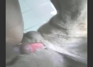 Energetic Dog Knot Sex Clip - Real Zoo Animal animal sex HD