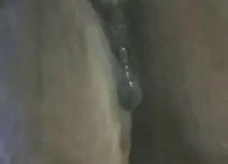 Sexy Man Gapes at Mare's Wet Vagina in HD Zoo Sex Tube Clip