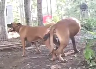 Dog mating complication leads to happy beast sex
