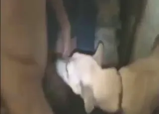 Brown Beast Boy Fucks Female Dog in Wild Zoo Setting