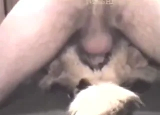 Male Guy Fucks Female GSD Dog in Missionary Position