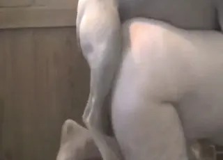 Man on All Fours Gets Fucked by a Greyhound in HD