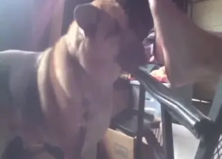 Dog Licks Feet and Toe Worship Zoo Sex Clip