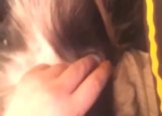 Zoo girl playing with her lez partner fingering scene