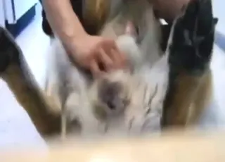 Passionate Zoophile Jerks Off With Adorable Puppy