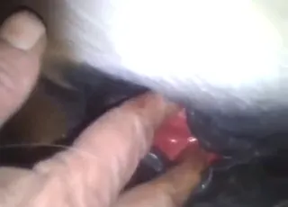 Hot Mare Gets Off with animal sex Licking Action