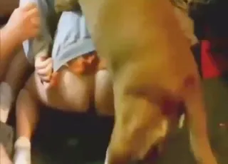 Hot Dog Sandwich Sex Clip With Cute Puppies