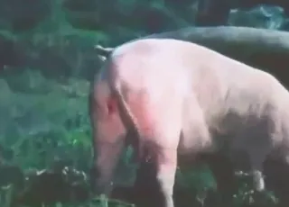 Intense Pig Mating Session in HD Zoo Sex Tube animal sex Clips