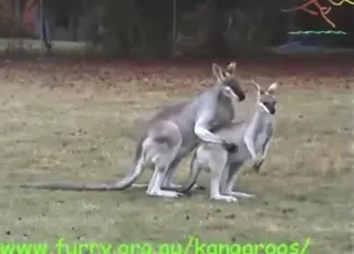 Passionate Wallabies Mating Outdoors HD Clip