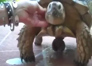 Turtle with a Nice Looking Cock About to Cum