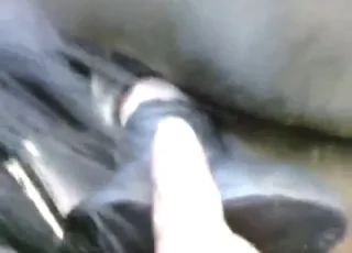 Stallion Gets Gay Ass Plugged with Big Toy