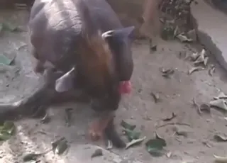 Hardcore Beasts Showing Their Dicks - Zoo Sex HD Clips