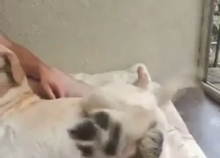 Dude gets wild zoo sex with a sexy beast in HD