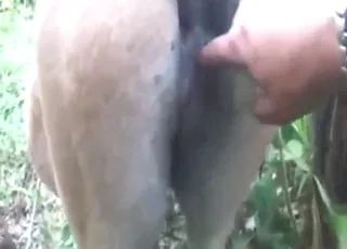 Fantastic Brazilian Mare Showing Off Her Awesome Cunt
