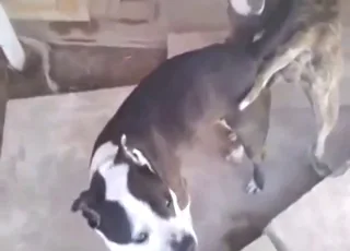 Hot Pitbull Doggy Style Outdoors Zoo Sex HD animal sex Tube