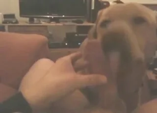 Brilliant Home Movie Dog Blowing Blowjob