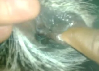 Goat Sex HD: Dude Prepares His Cock for Intercourse