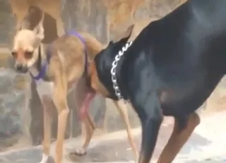 Two dogs enjoy pleasant foreplay before mating