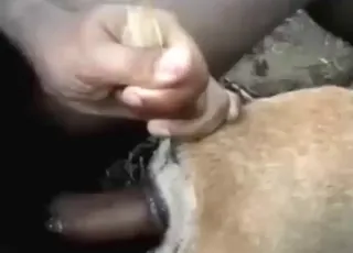 Thai Man Fucks Tight Dog Asshole in HD animal sex Zoo Tube Video