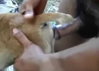 Thai Man Fucks Tight Dog Asshole in HD animal sex Zoo Tube Video