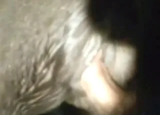 Confident Man Fucks Pony in HD Clip Zoo Sex animal sex Porn
