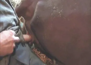 Brown Cow Gets Banged Hard by a Beast with a Big Cumshot
